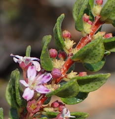 Agathosma ovata