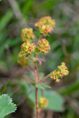 Alchemilla rubens