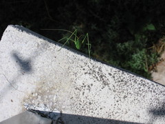 Acrometopa macropoda