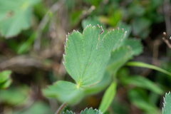Alchemilla rubens