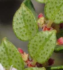 Agathosma ovata