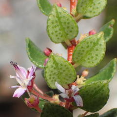 Agathosma ovata