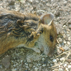 Murini