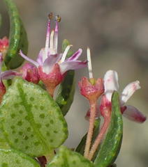 Agathosma ovata
