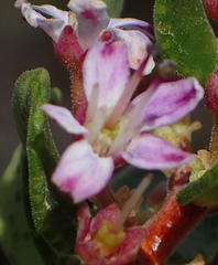 Agathosma ovata