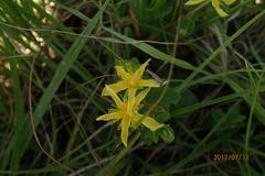 Hypericum aethiopicum