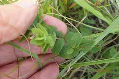 Hypericum aethiopicum