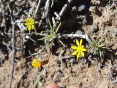 Leysera tenella