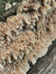 Phlebia rufa