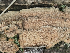 Phlebia rufa