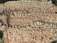 Phlebia rufa