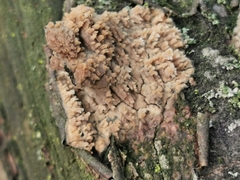 Phlebia rufa