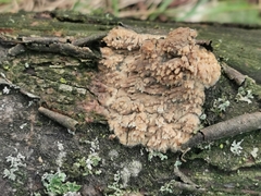 Phlebia rufa