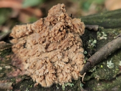 Phlebia rufa