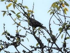 Treron phoenicopterus