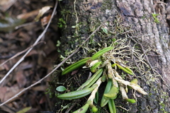 Bulbophyllum lamingtonense