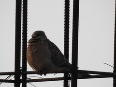 Streptopelia chinensis