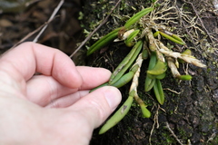 Bulbophyllum lamingtonense