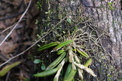 Bulbophyllum lamingtonense