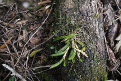 Bulbophyllum lamingtonense