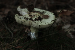 Fungi