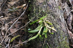 Bulbophyllum lamingtonense
