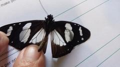 Amauris ochlea ochlea