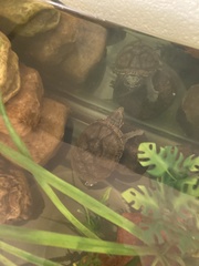 Sternotherus