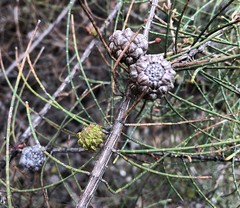 Allocasuarina mackliniana