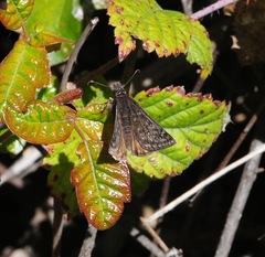 Erynnis propertius
