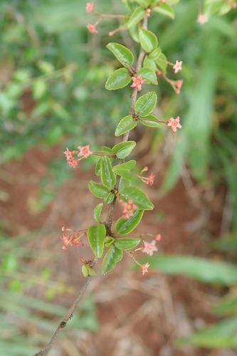 Image of Gymnosporia rubra by no rights reserved