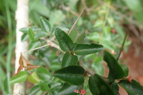 Image of Gymnosporia rubra by no rights reserved