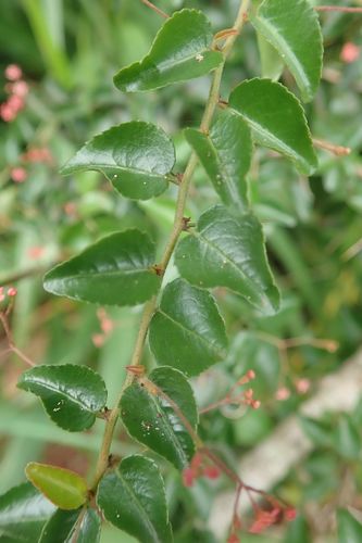 Image of Gymnosporia rubra by no rights reserved
