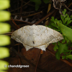 Oxymacaria temeraria