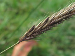 Hordeum brevisubulatum