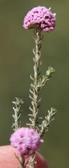 Stoebe capitata