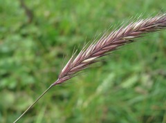 Hordeum brevisubulatum