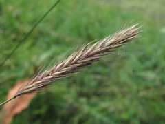 Hordeum brevisubulatum