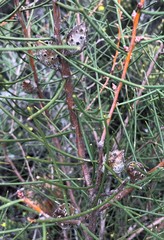 Hakea mitchellii