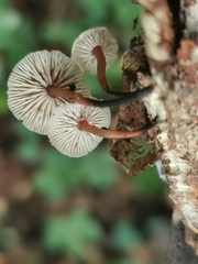 Gymnopus foetidus
