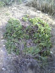 Glottiphyllum longum