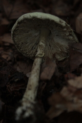 Fungi