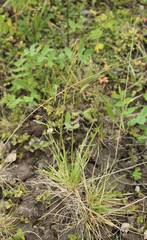 Deschampsia cespitosa glauca