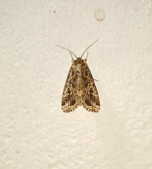 Spodoptera littoralis