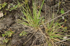 Deschampsia cespitosa glauca