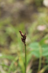 Carex bigelowii arctisibirica