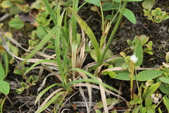 Carex bigelowii arctisibirica