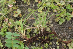Carex bigelowii arctisibirica