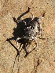 Acanthoproctus cervinus