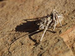 Acanthoproctus cervinus